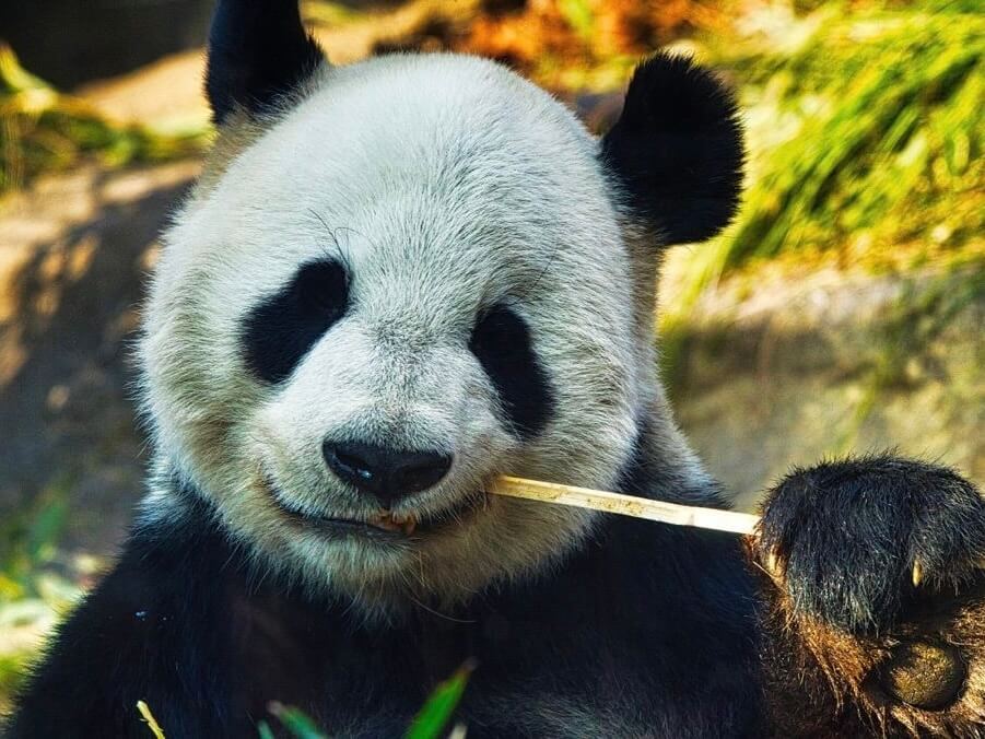 2024年】関東のおすすめ動物園33選《サファリパークや触れ合いイベントも！》｜RECOTRIP（レコトリップ）